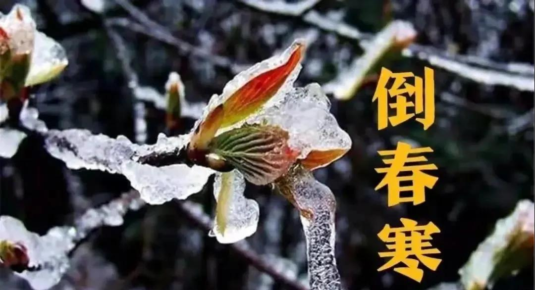 預(yù)防倒春寒，植物生長調(diào)節(jié)劑有大用！(圖1)