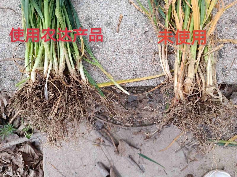深入田間，探究效果---卑詩?壯在小麥上的效果回訪(圖3)