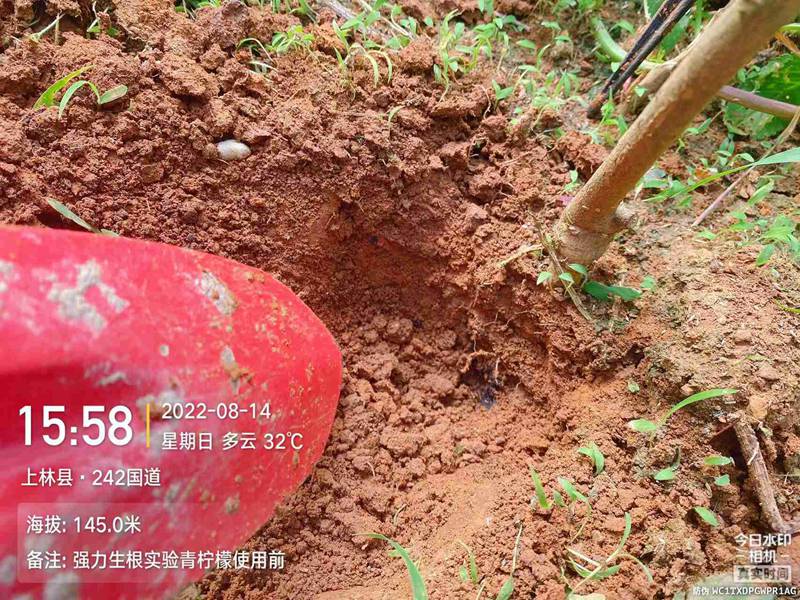 農(nóng)達(dá)生根產(chǎn)品試驗(圖2)
