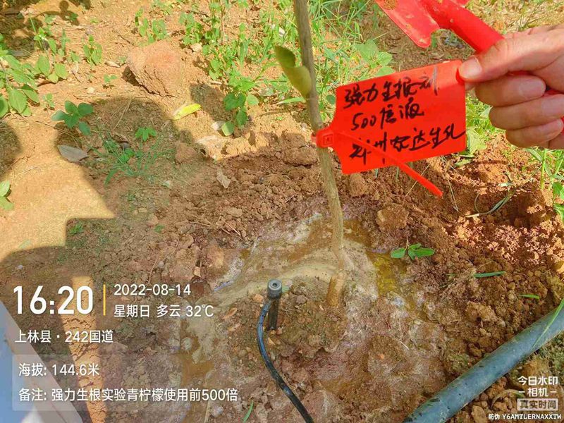 農(nóng)達(dá)生根產(chǎn)品試驗(圖3)