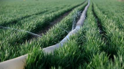 從“晚播弱苗”到“豐收壯苗”：五項措施是關鍵！(圖3)