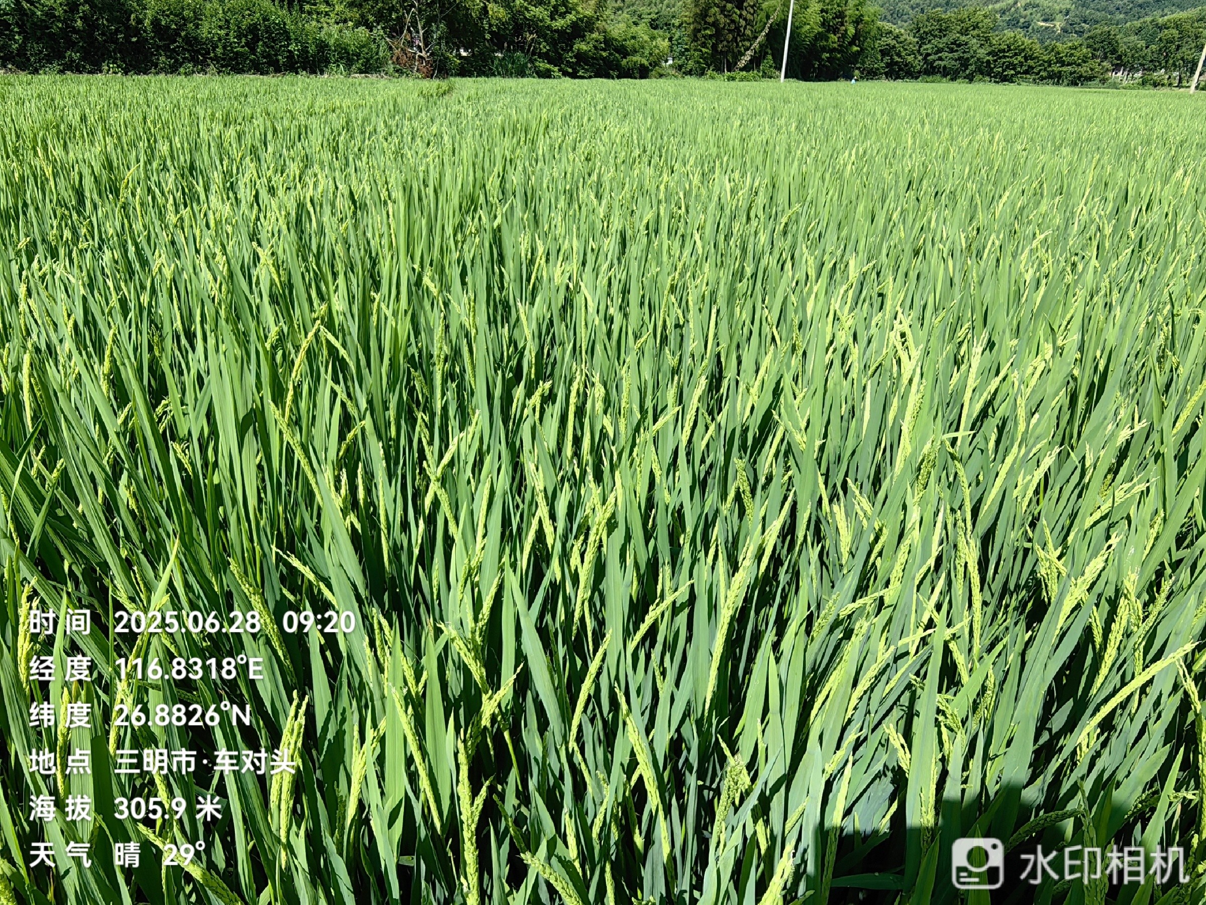 聚焦水稻制種未來，農達赤霉酸賦能水稻制種!(圖3)