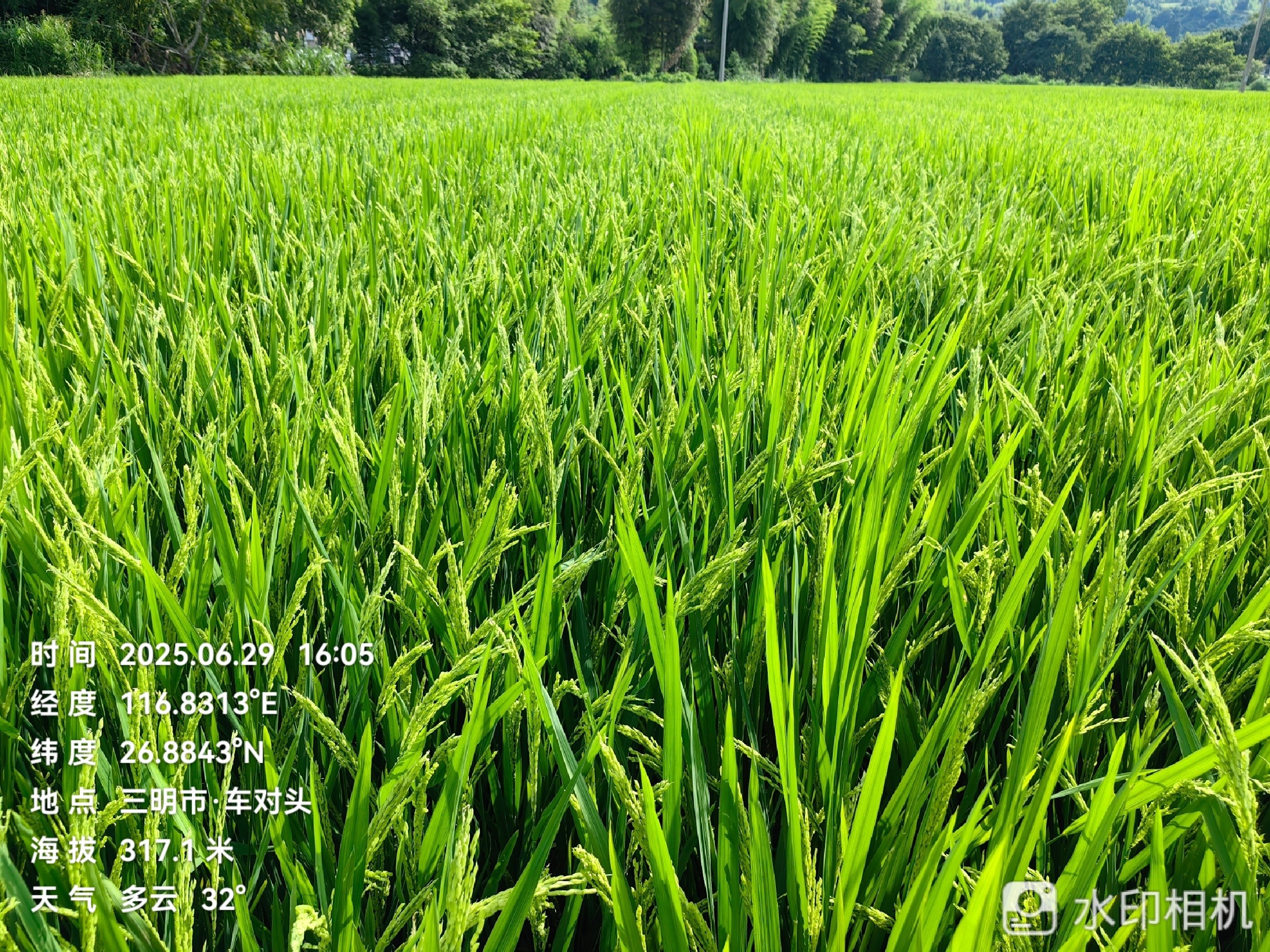 聚焦水稻制種未來，農達赤霉酸賦能水稻制種!(圖4)