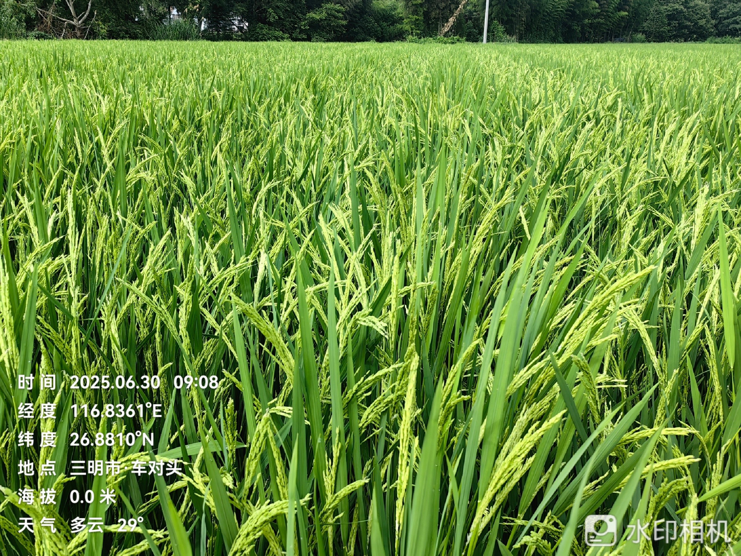 聚焦水稻制種未來，農達赤霉酸賦能水稻制種!(圖5)