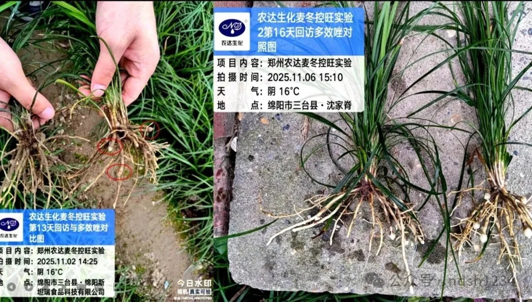 藥典新規要檢多效唑？別慌！農達“矮天下”助您控旺又增產！(圖2)