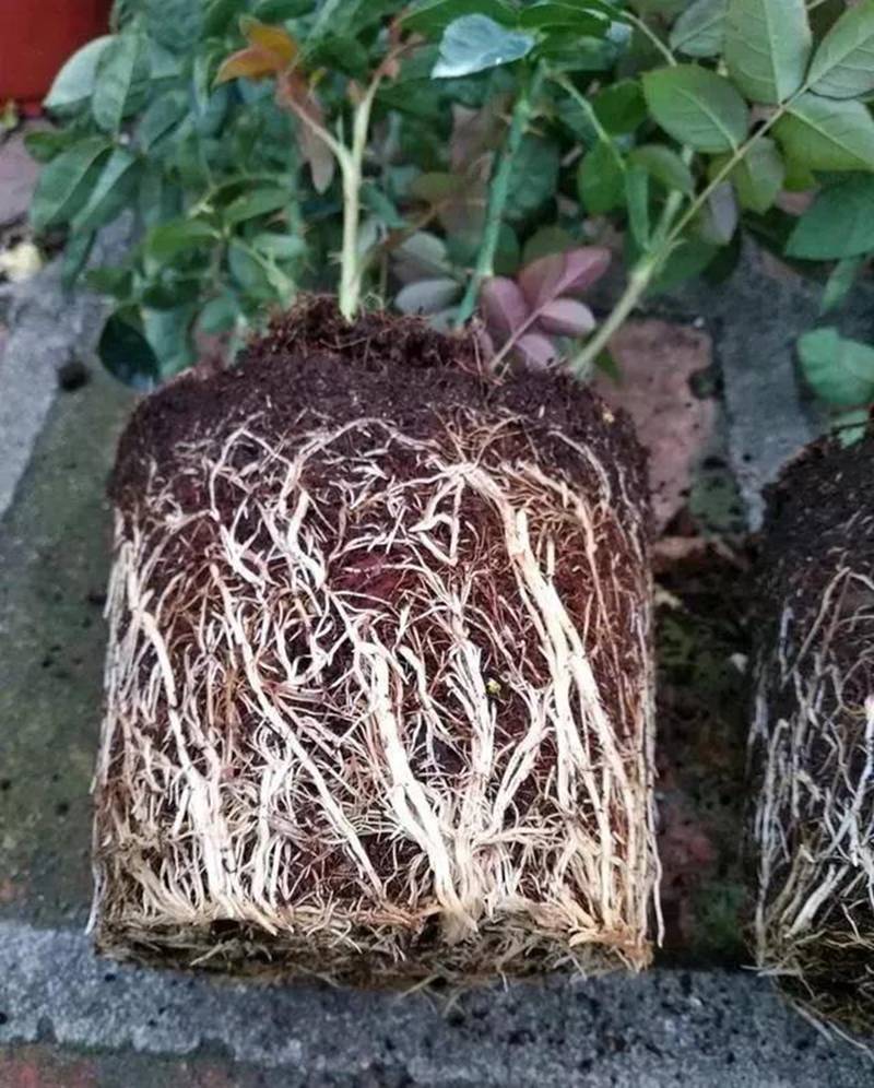 根是植物的命，抓住這幾點(diǎn)，根系粗壯、四通發(fā)達(dá)(圖1)