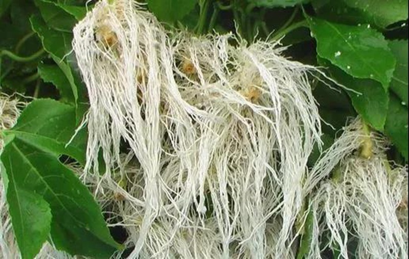 根是植物的命，抓住這幾點(diǎn)，根系粗壯、四通發(fā)達(dá)(圖2)
